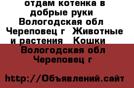 отдам котенка в добрые руки - Вологодская обл., Череповец г. Животные и растения » Кошки   . Вологодская обл.,Череповец г.